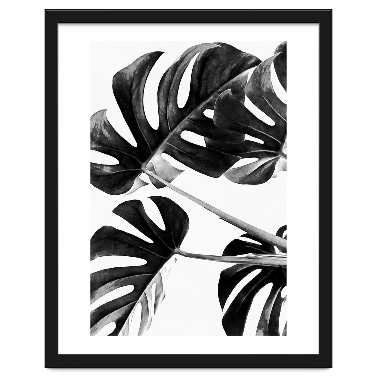 Monstera Black And White 05