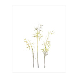 Neutral Hosta (Print Only) thumbnail