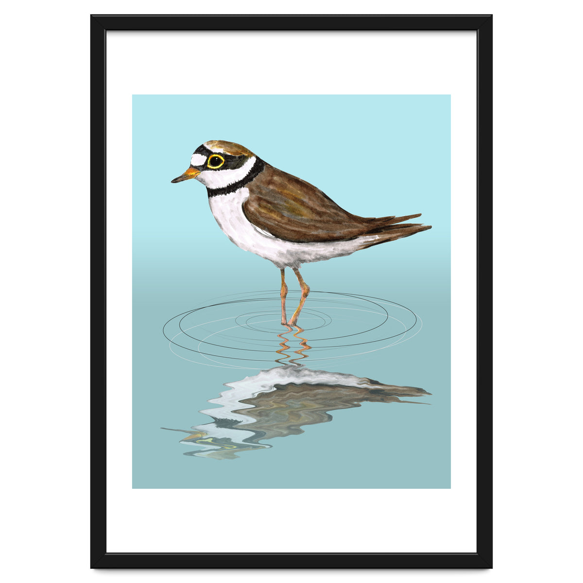 Little ringed  plover