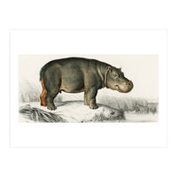 Hippopotamus illustrated (Print Only)
