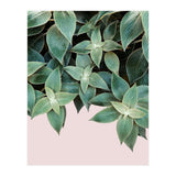 pianta pink (Print Only) thumbnail