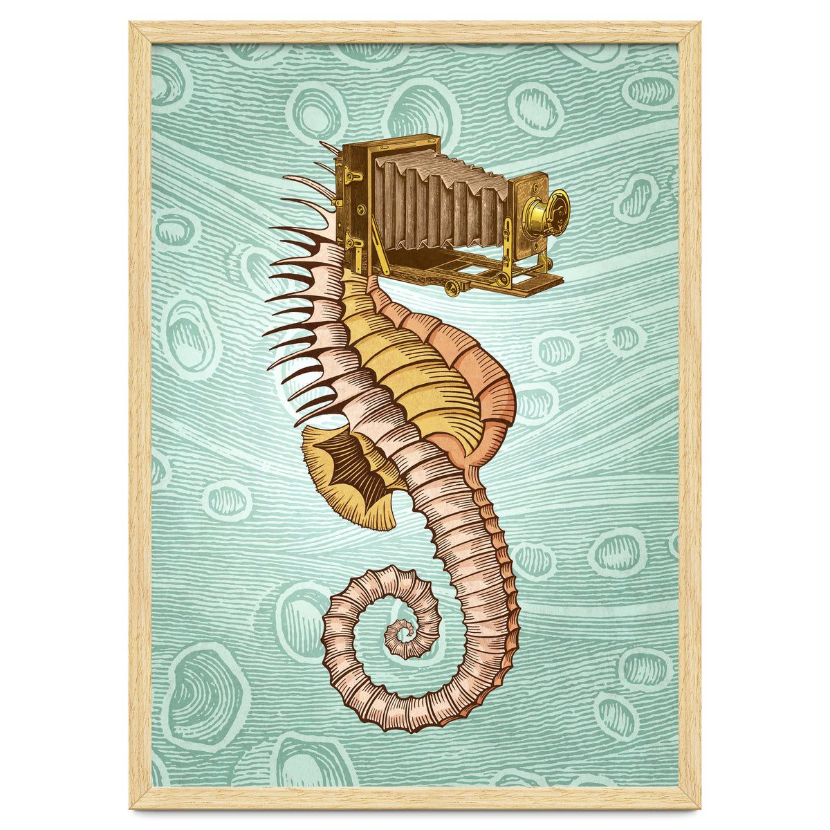 Hippocampus Camerarum