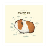 Anatomy Of A Guniea Pig (Print Only) thumbnail