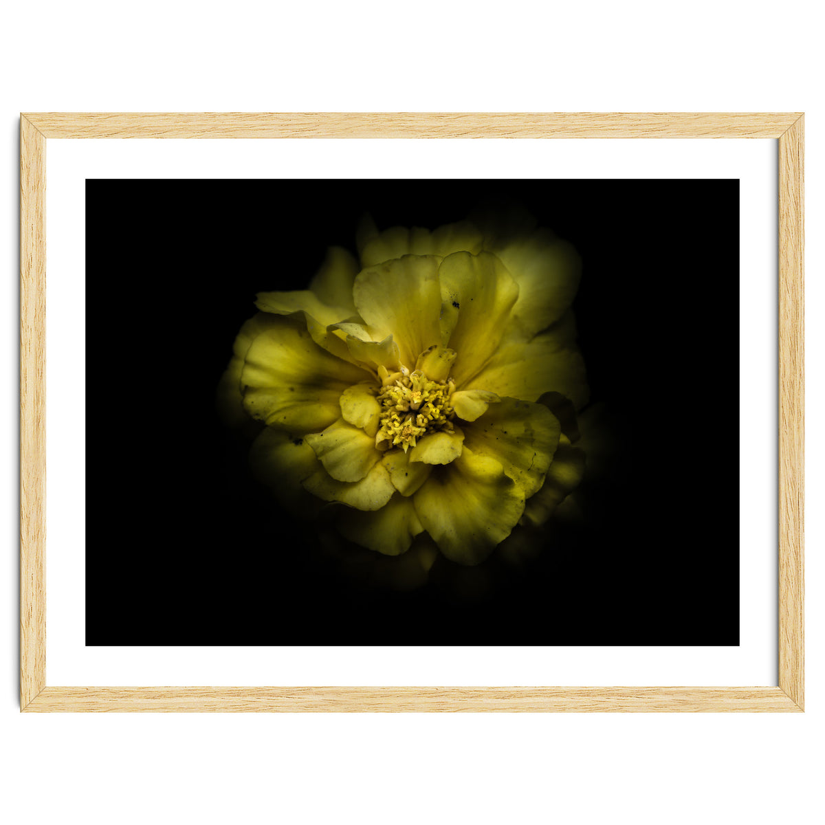 Backyard Flowers No 41 Color Version