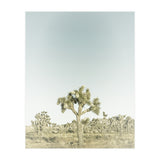 Vintage Joshua Tree  (Print Only) thumbnail