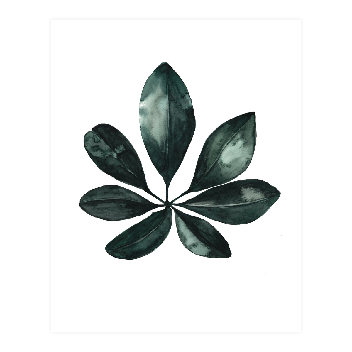 Botanical Illustration Arboricola Schefflera (Print Only)