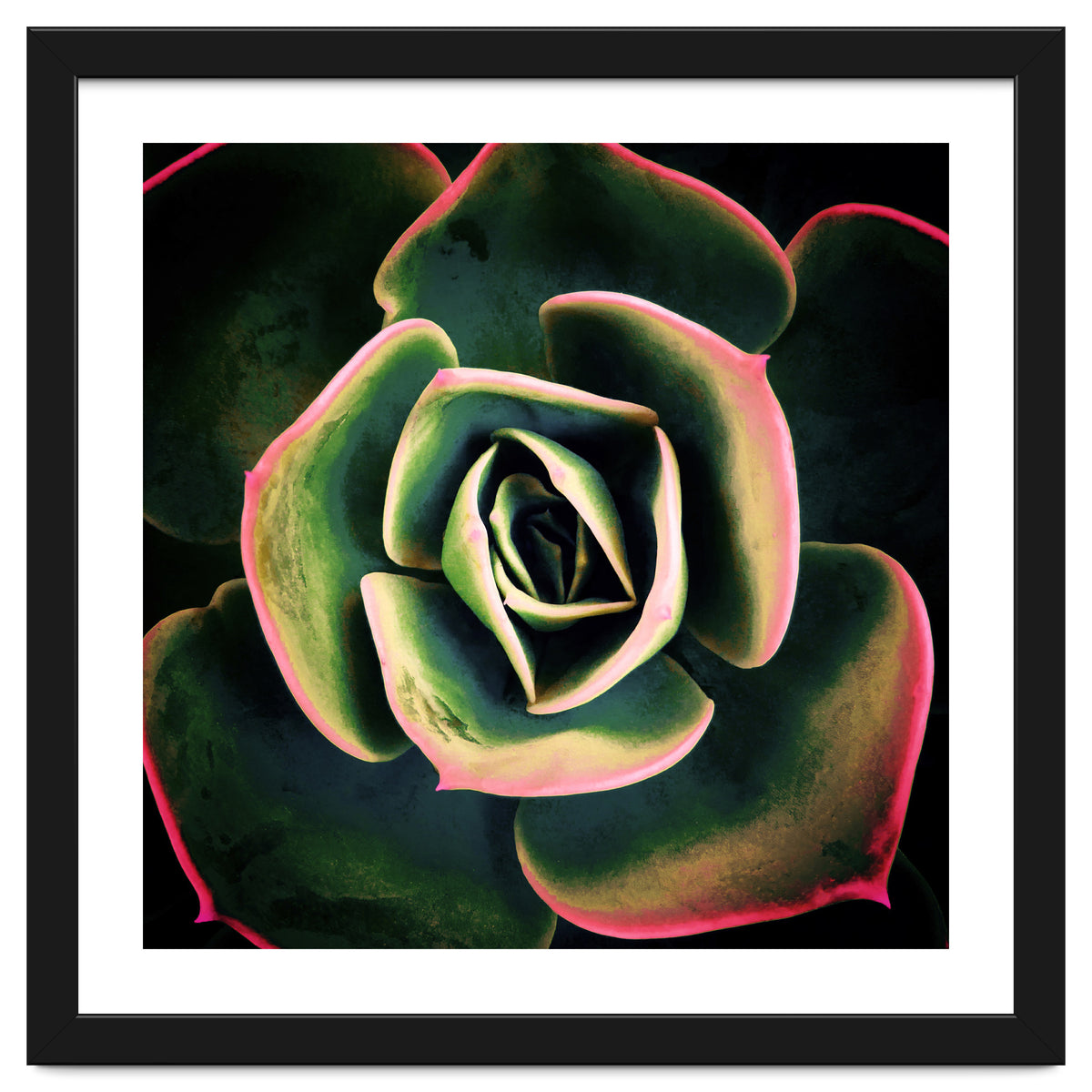 DARKSIDE OF SUCCULENTS XV