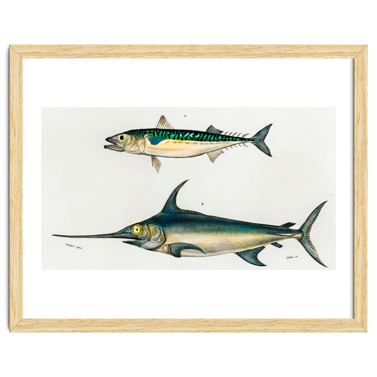 Different types of fishes illustrated