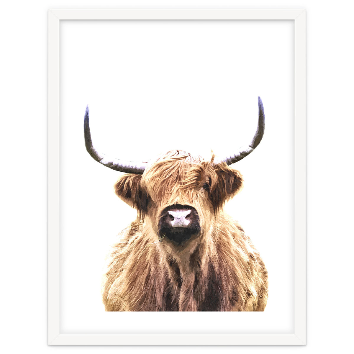 Highland Cow Portrait