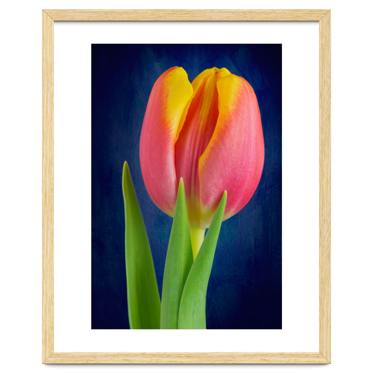 Tulip