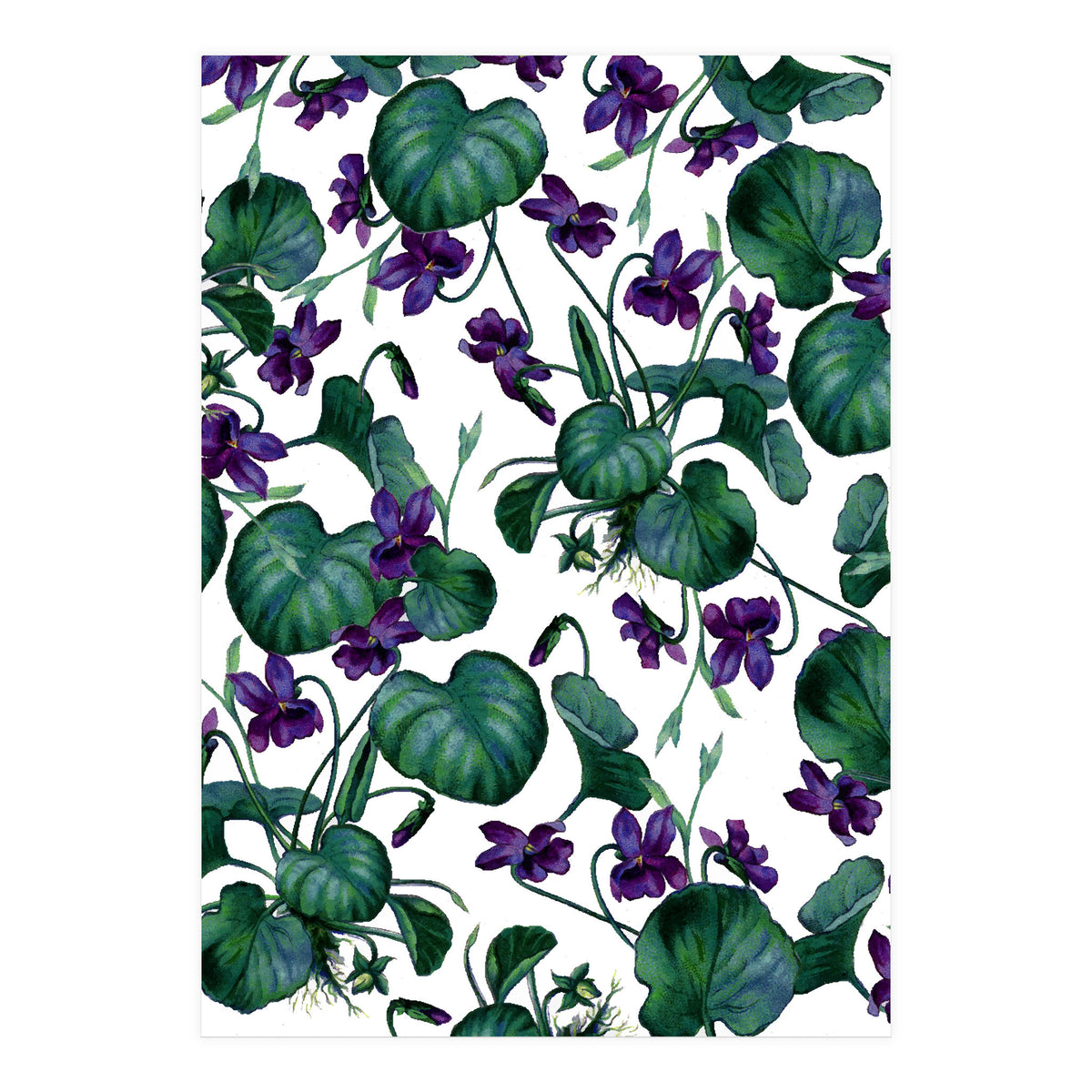 Violets (Print Only)