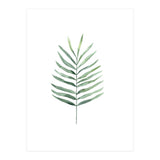 Botanical Illustration Fern (Print Only) thumbnail