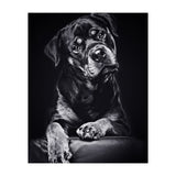 Black Dog (Print Only) thumbnail