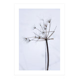 Wildflower in Winter (Print Only) thumbnail