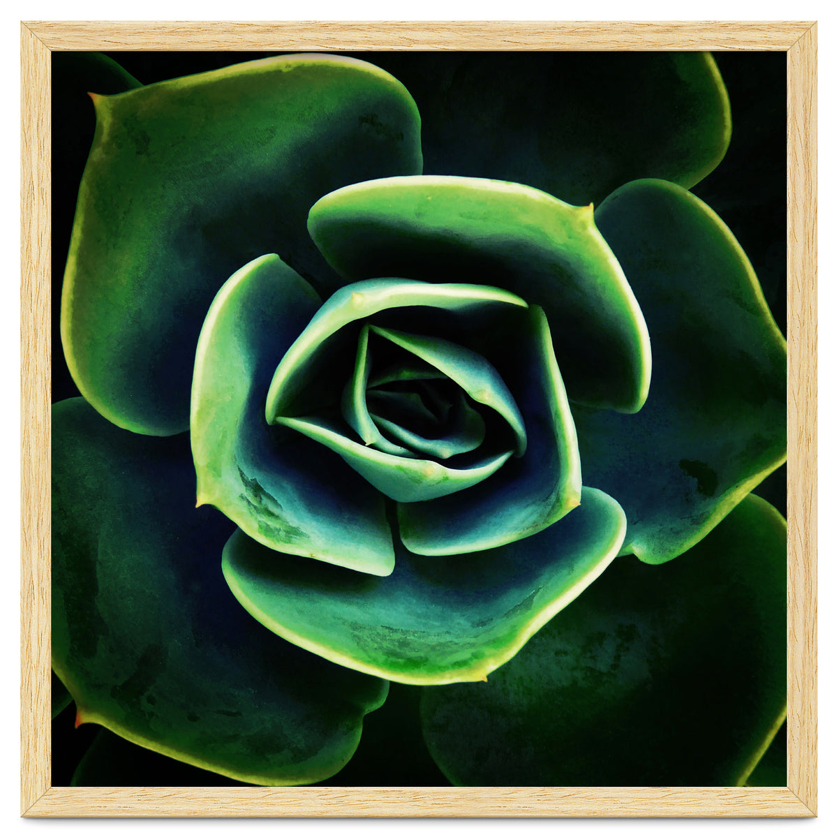 DARKSIDE OF SUCCULENTS XIV