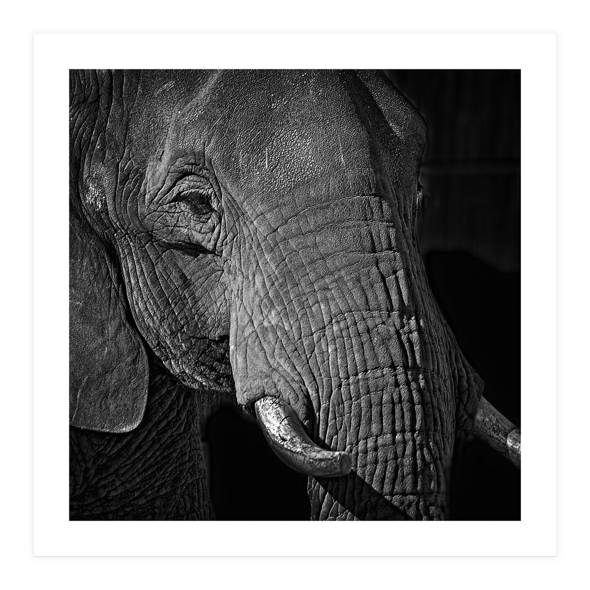 Elephant (Print Only)