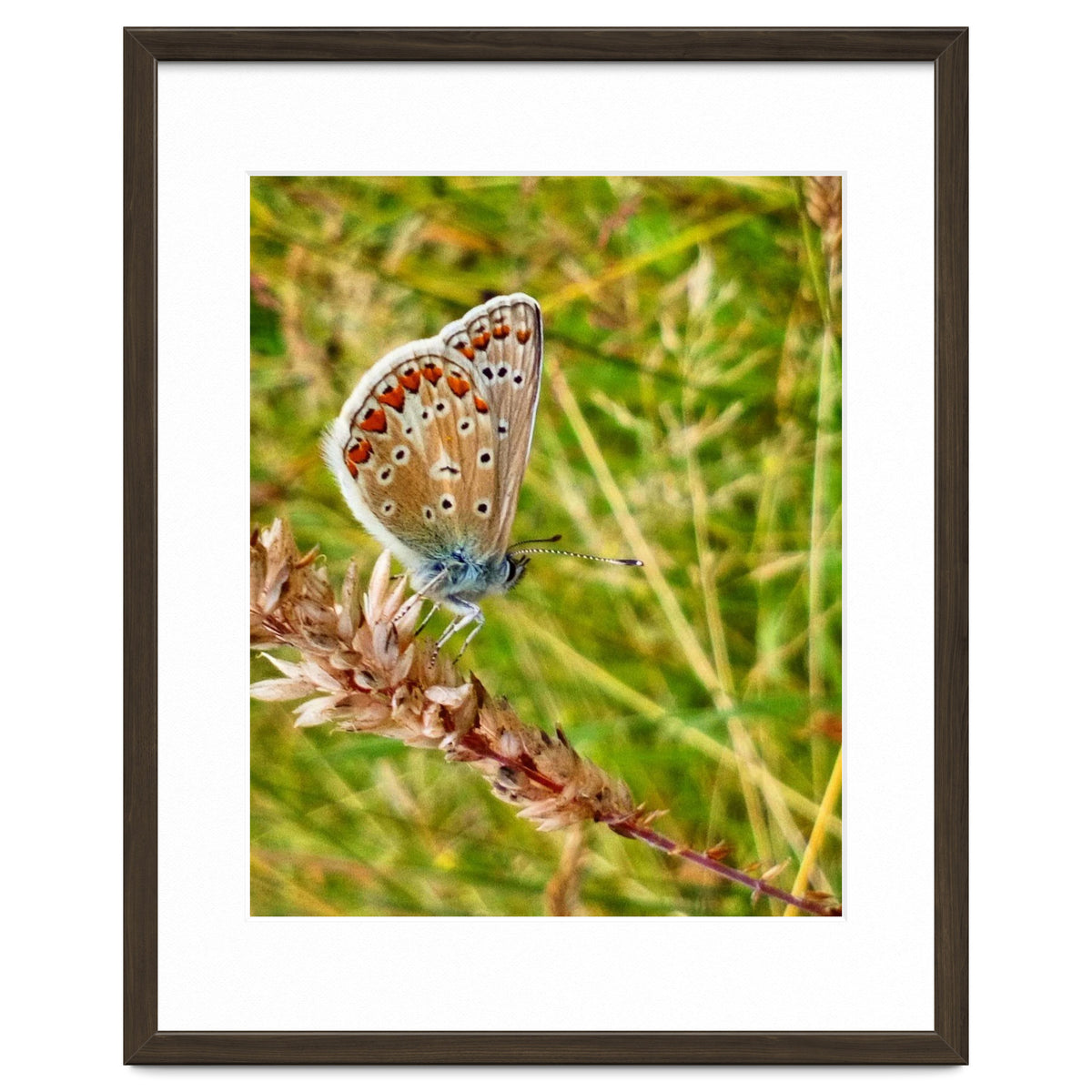 Butterfly in the meadow