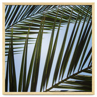 palm fronds