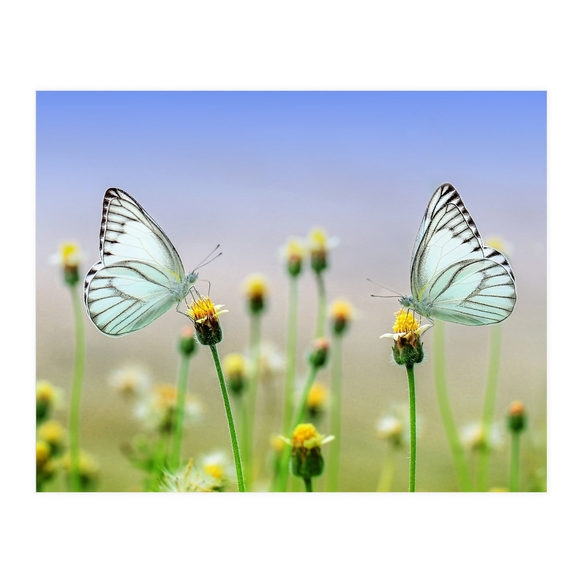 Butterfly (Print Only)