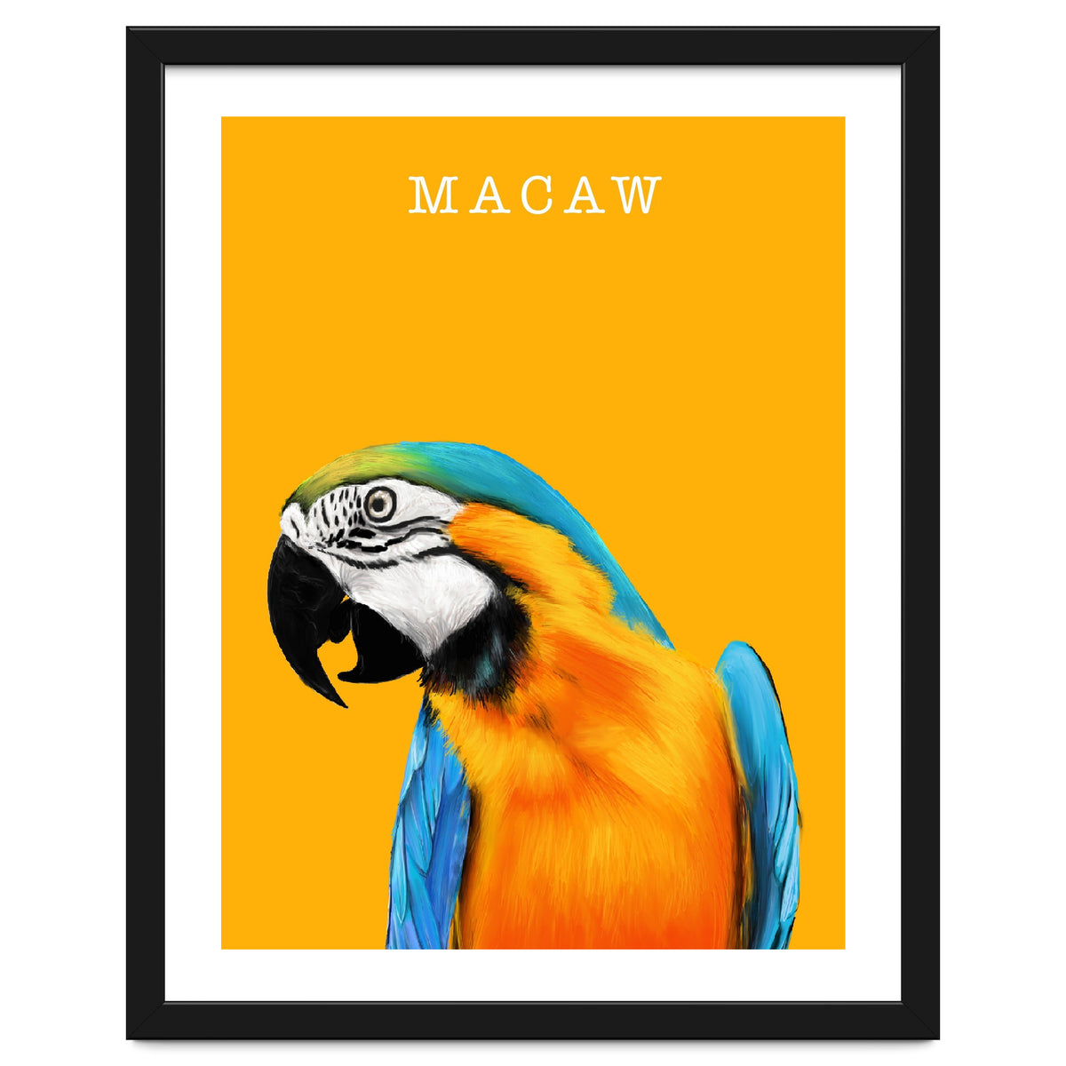 Macaw