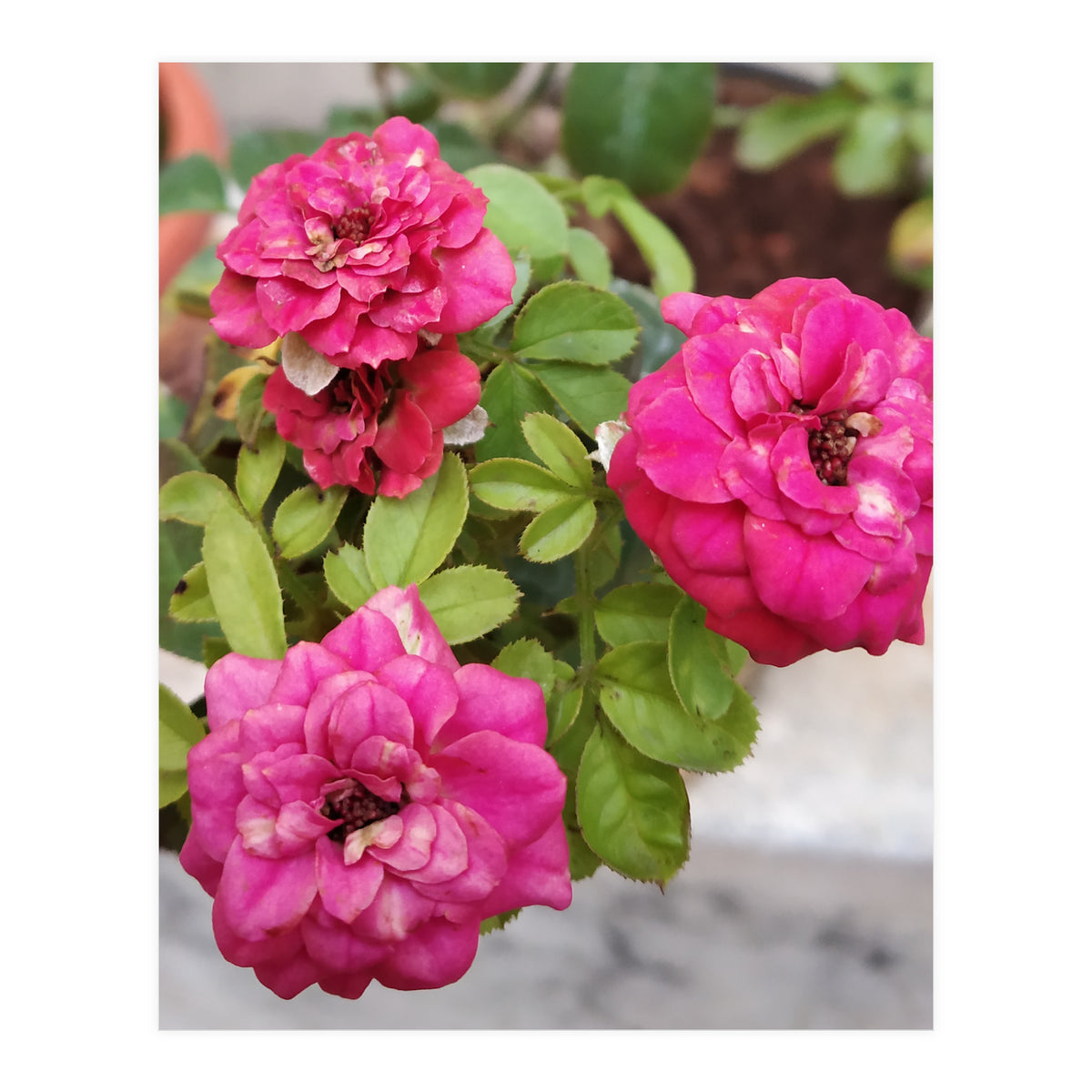 Blooming Roses (Print Only)