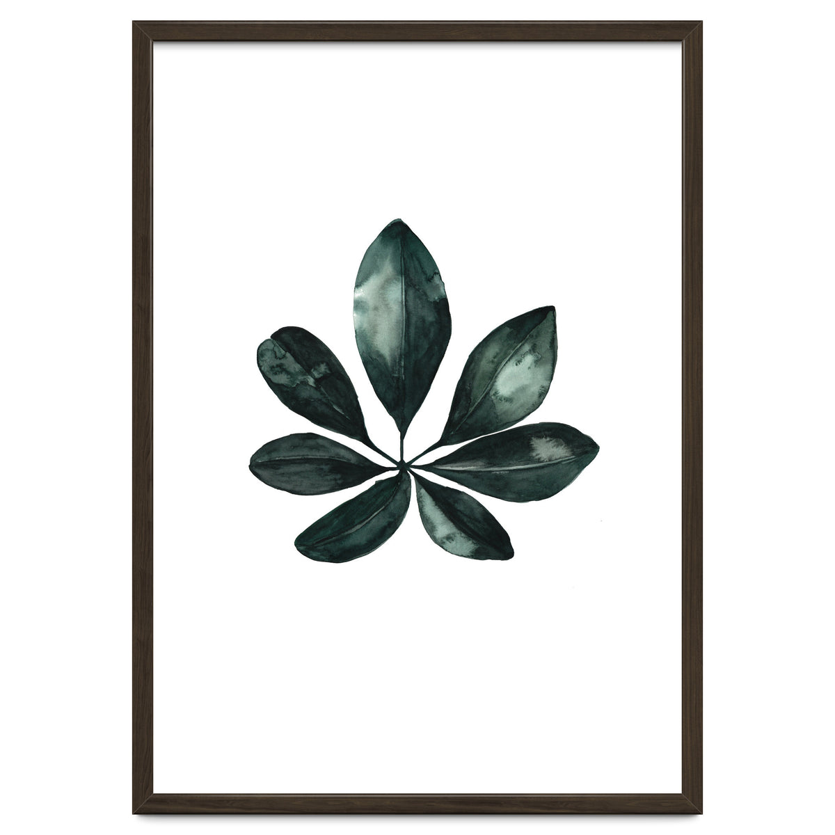 Botanical Illustration Arboricola Schefflera