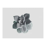 Succulent (Print Only) thumbnail