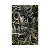 Fern Art (Print Only) thumbnail