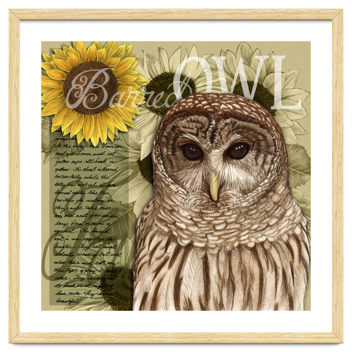 Sunflowers and Barred Owl