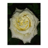 Floribunda Rose (Print Only) thumbnail
