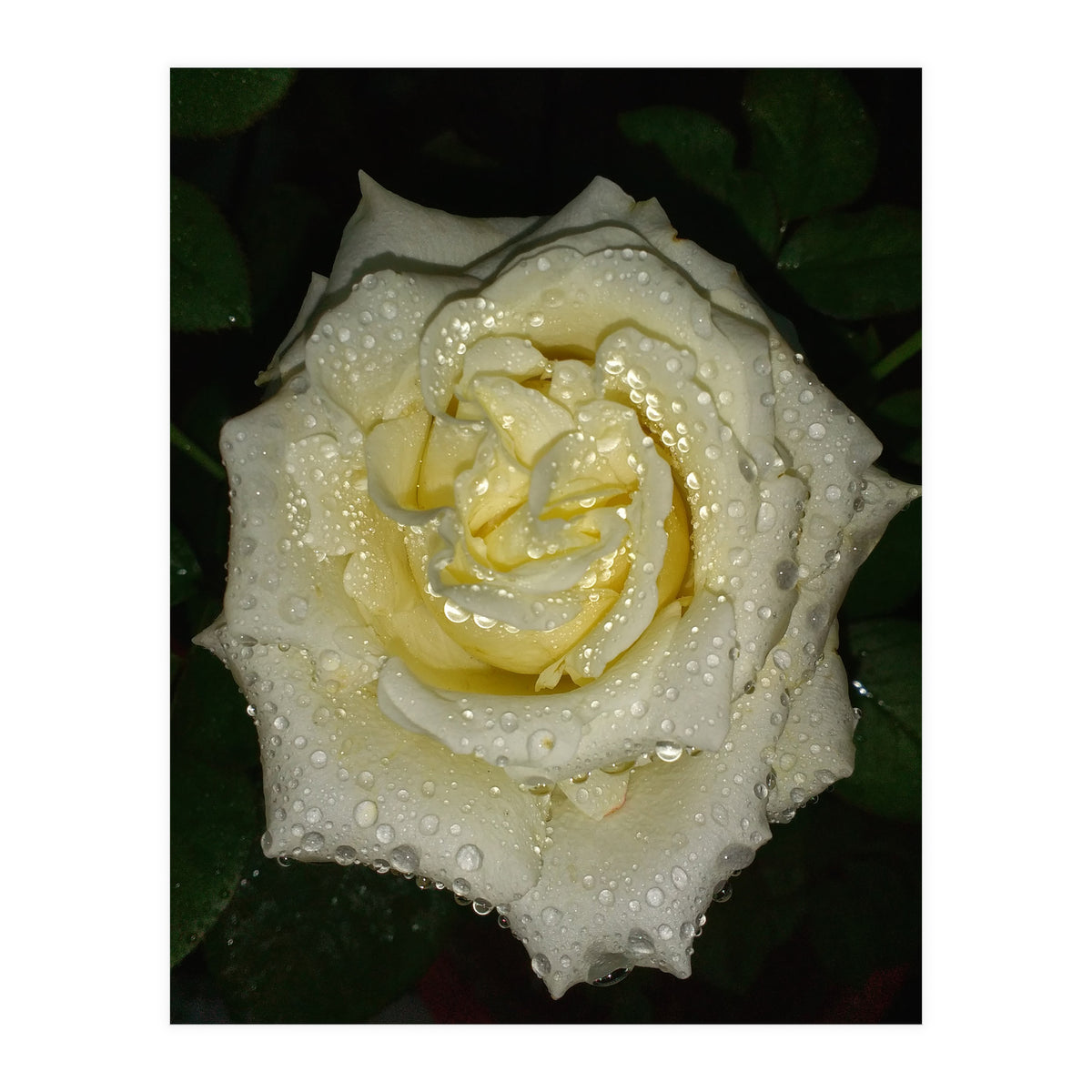 Floribunda Rose (Print Only)