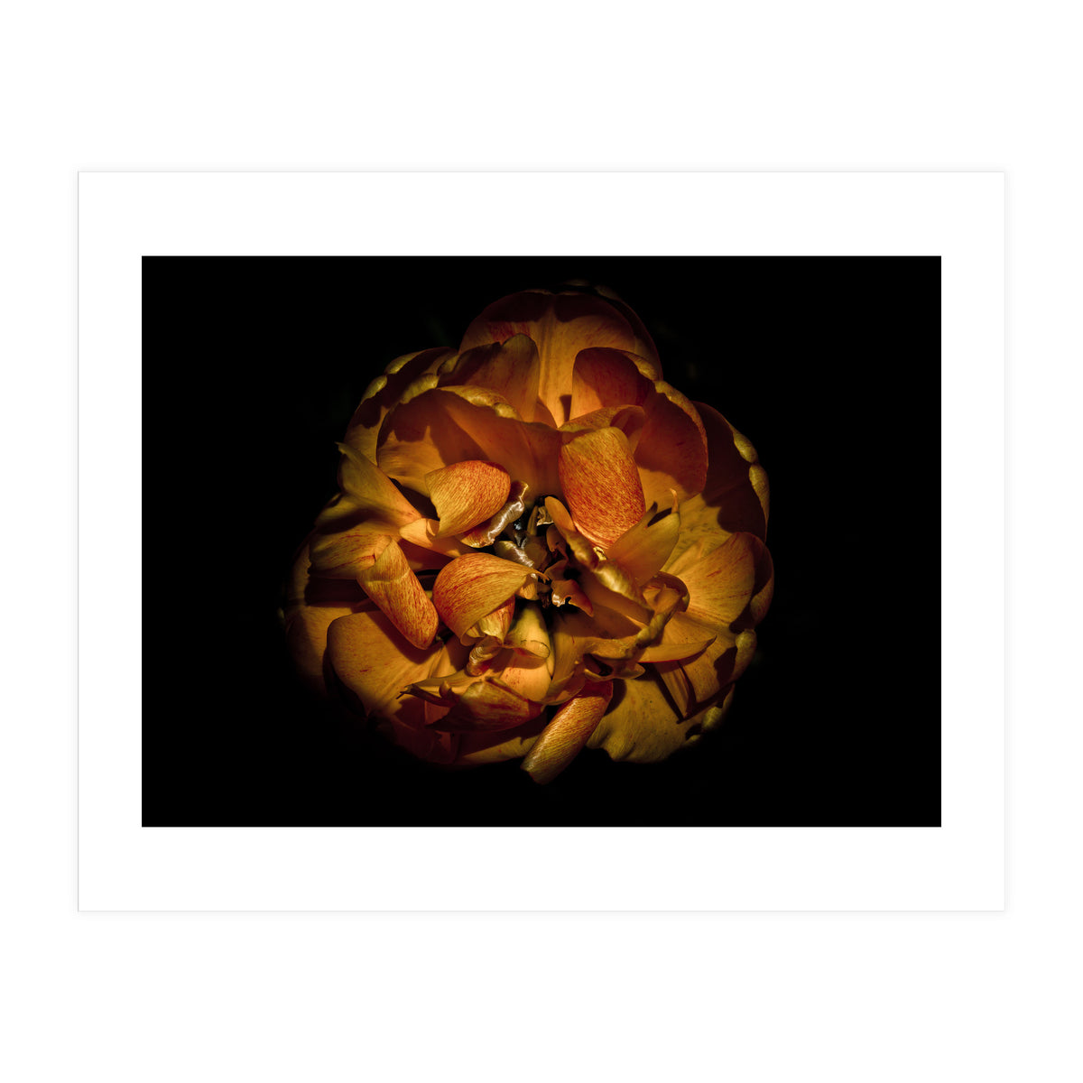 Backyard Flowers No 80 Color Version (Print Only)