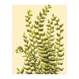 Fern (Print Only) thumbnail