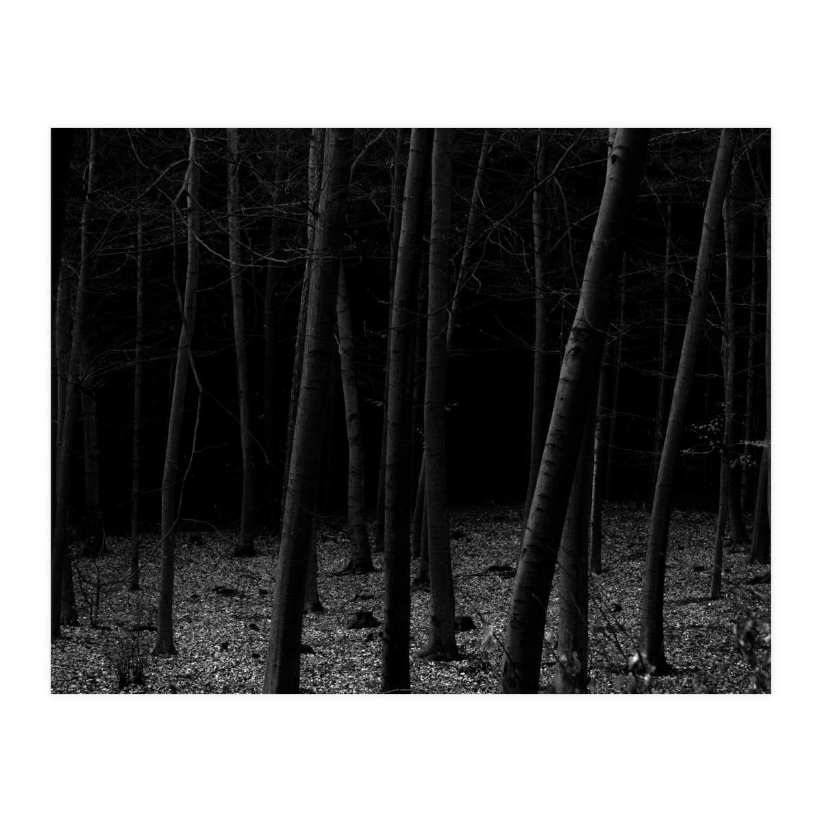 silent woods (Print Only)