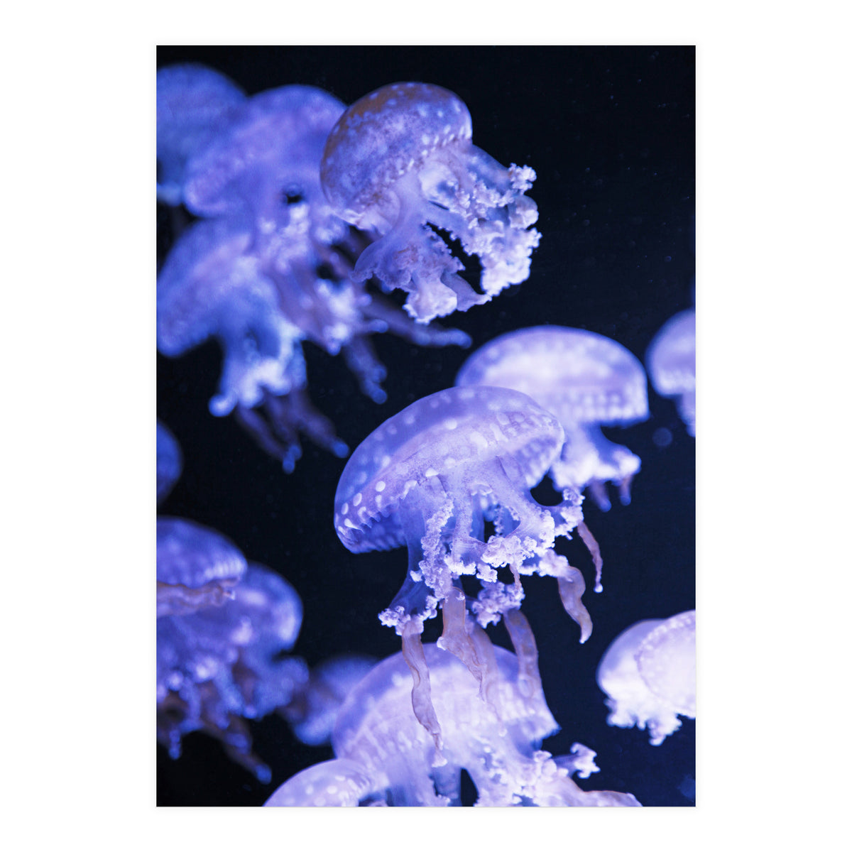 Jellyfish (Print Only)