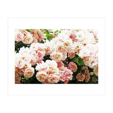 Roses (Print Only) thumbnail