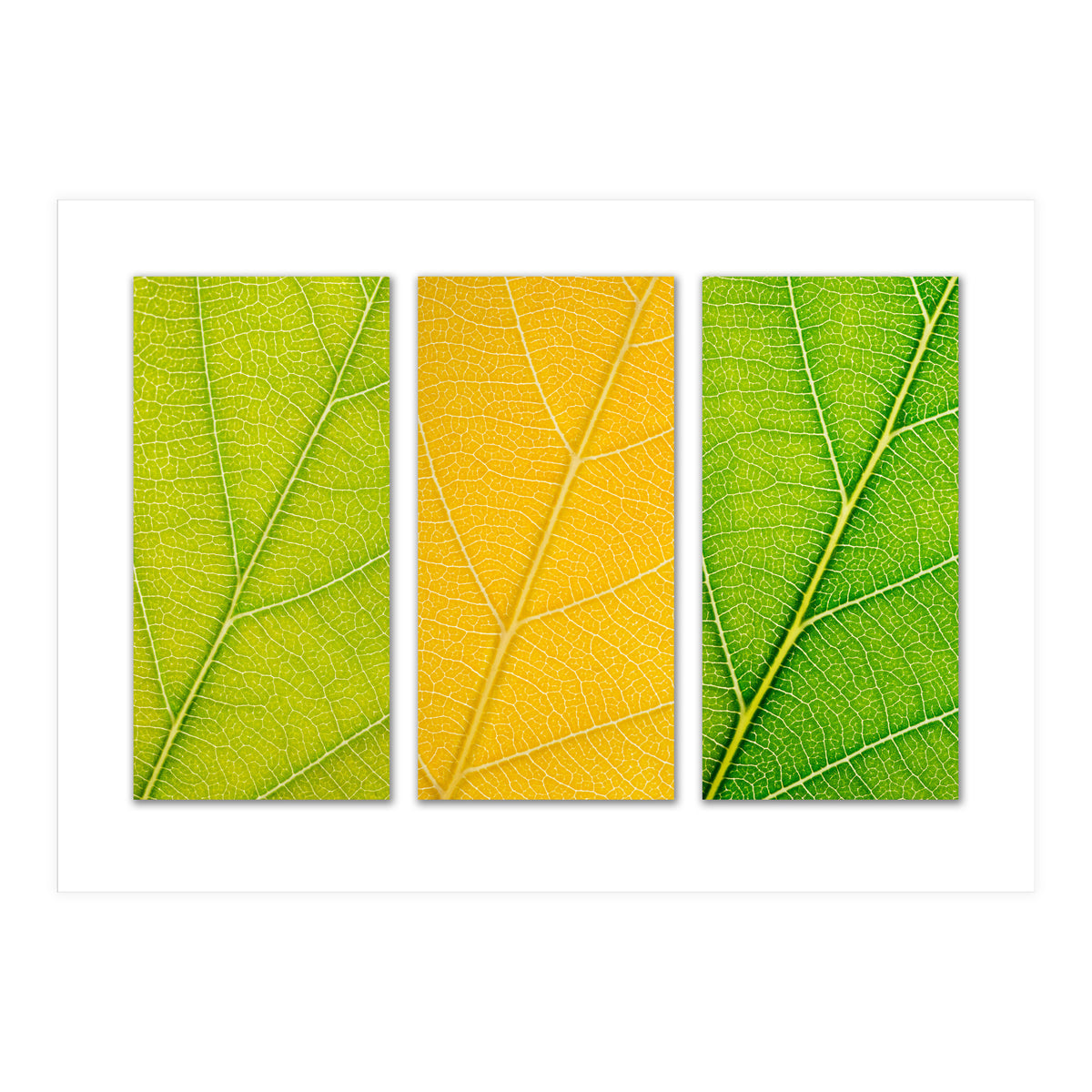 Autumn Leaves (Print Only)