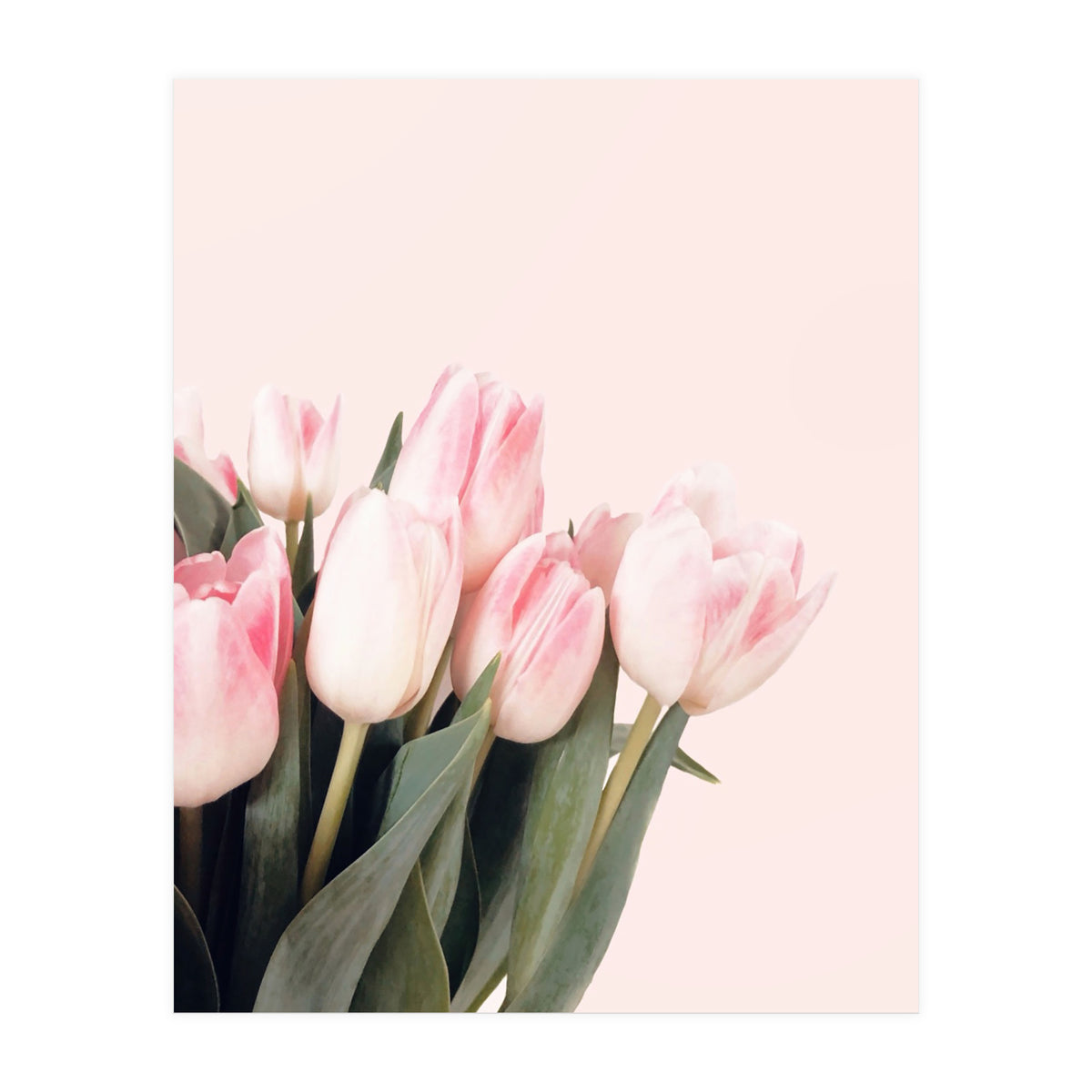 Pink Tulips (Print Only)