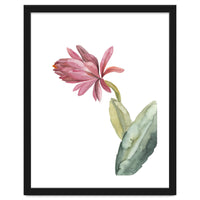 Botanical Illustration Pink Cactus Flower