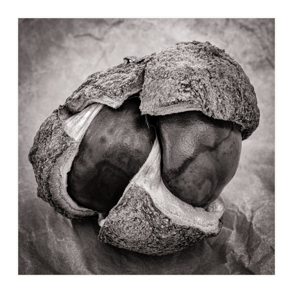 Double Conker (Print Only)