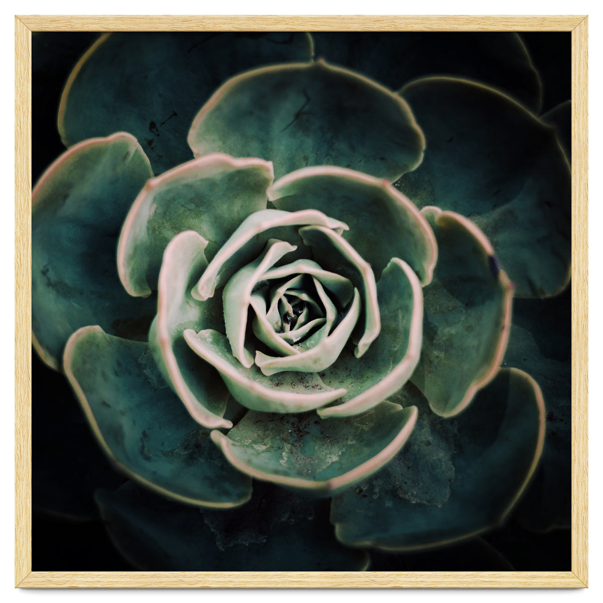 DARKSIDE OF SUCCULENTS IV-A