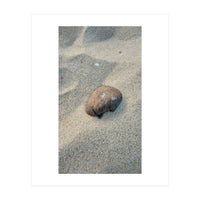 Coastal Shell (Print Only)