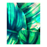 Moksha (Print Only) thumbnail