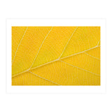 Autumn Leaf (Print Only) thumbnail