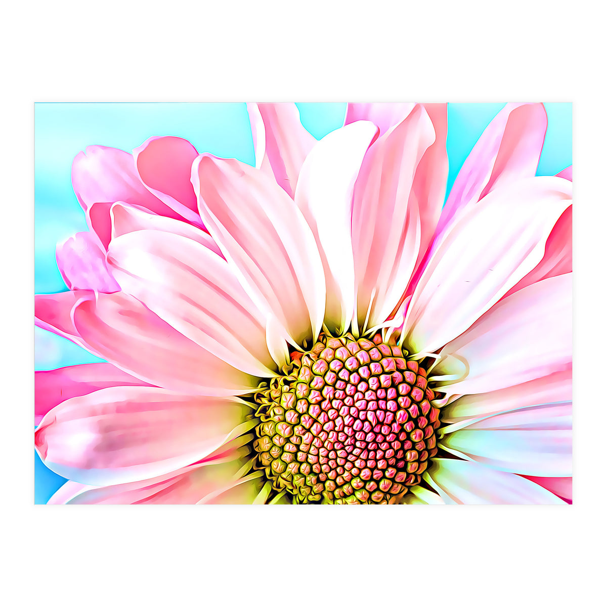 PInk Dahlia (Print Only)