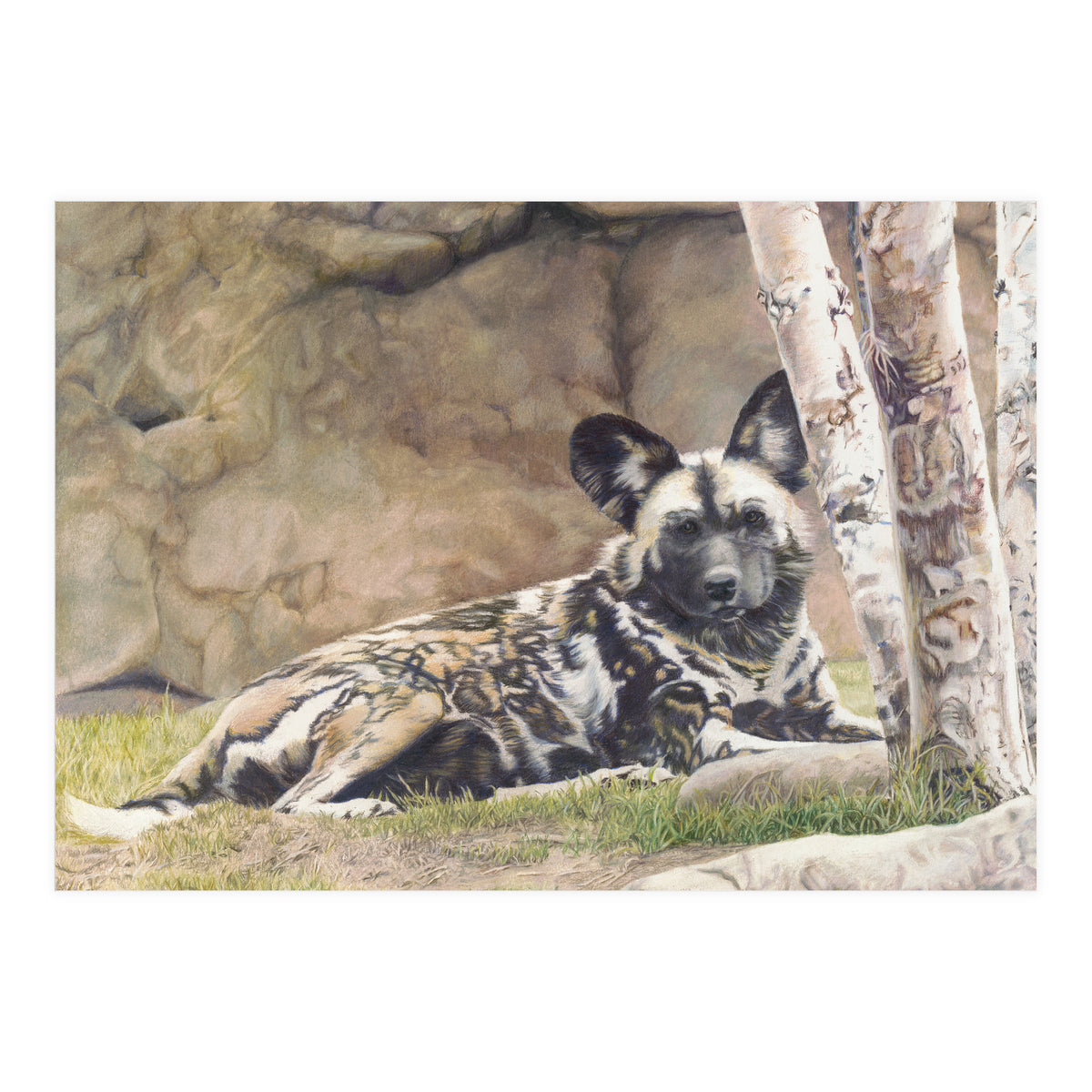Afican Painted Dog IV - Imara (Print Only)