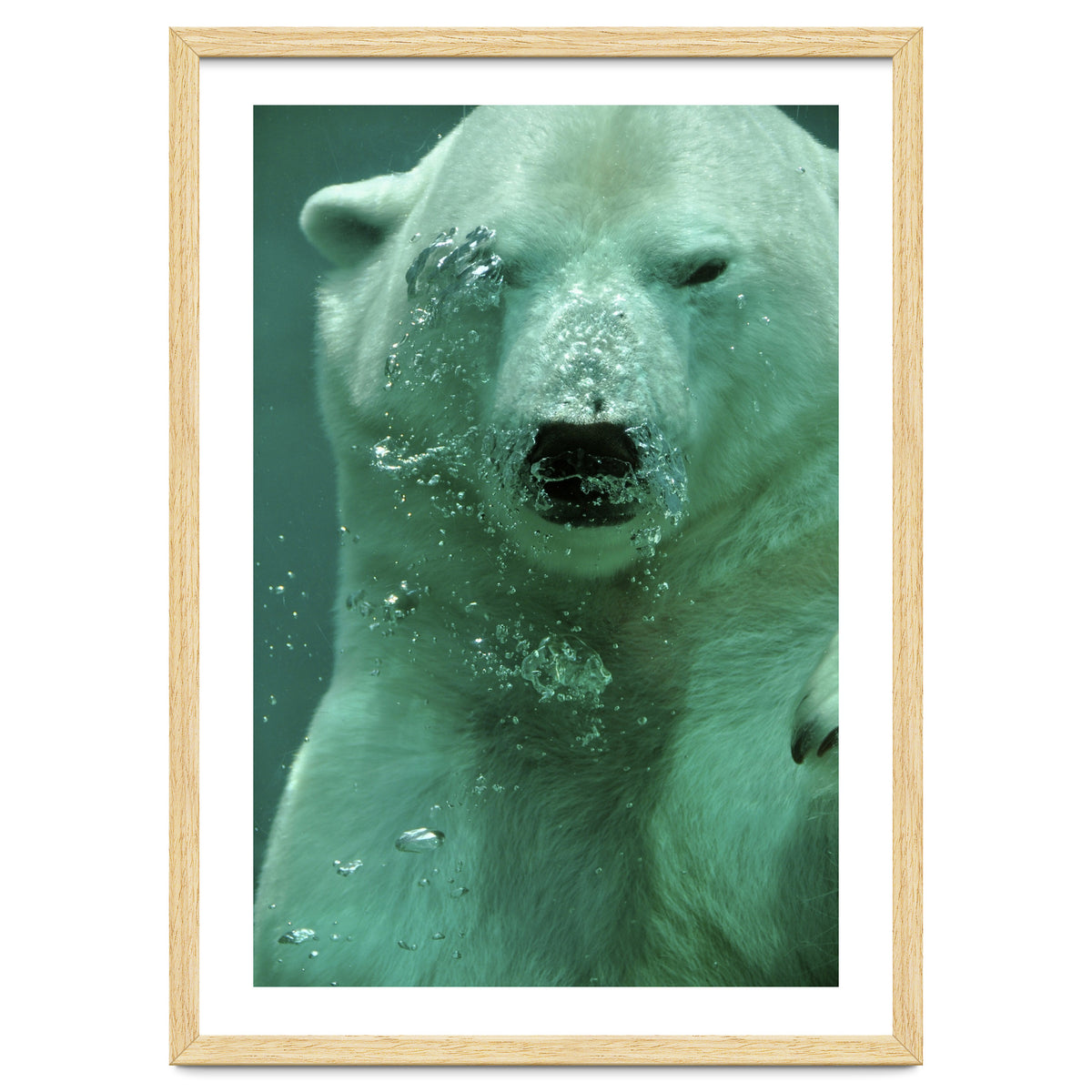 Polar Bear Under Water