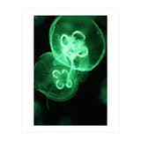 Jellyfish (Print Only) thumbnail