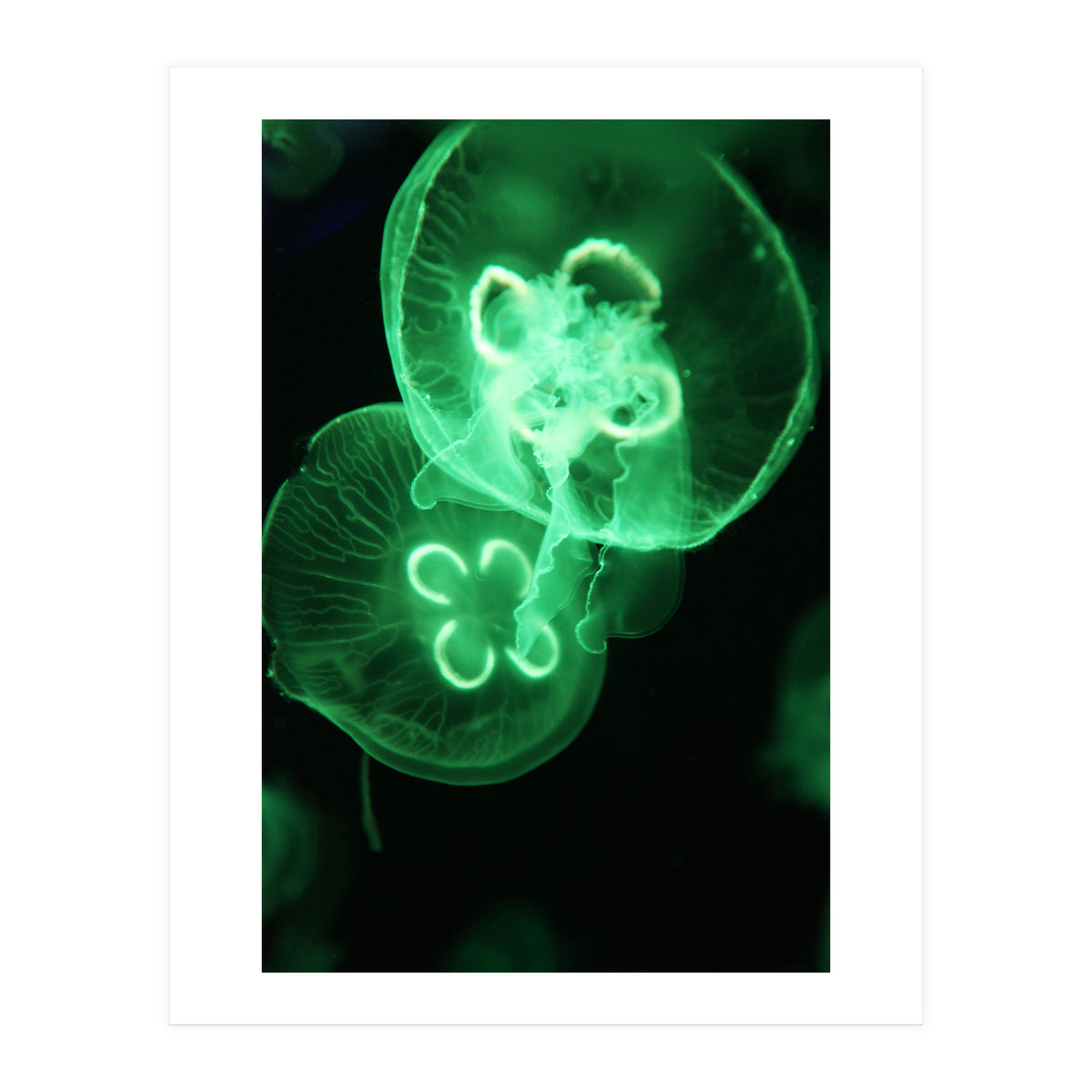 Jellyfish (Print Only)