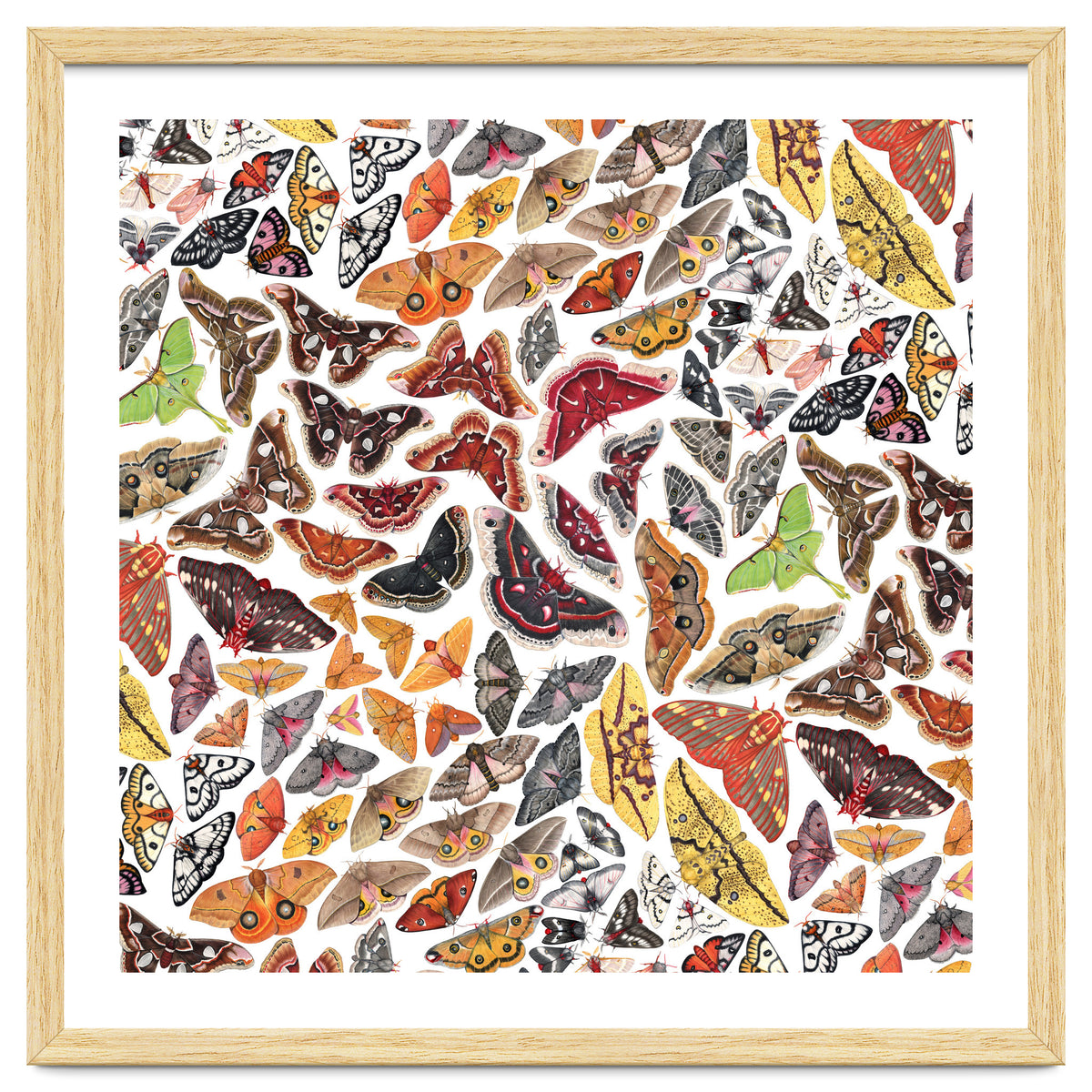 Saturniid Moths of North America Pattern